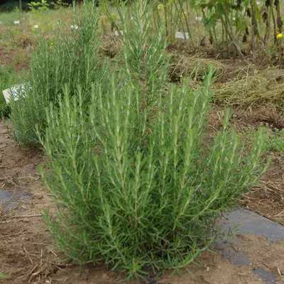 The Natural World Arp rozemarijnplant P9 winterhard