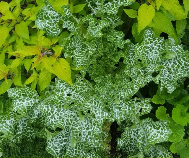 The Natural World Silybum marianum mariadistel plant P9 eetbaar