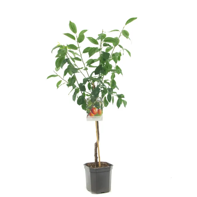 Prunus Reine Claude Victoria Pruimenboom Pruim