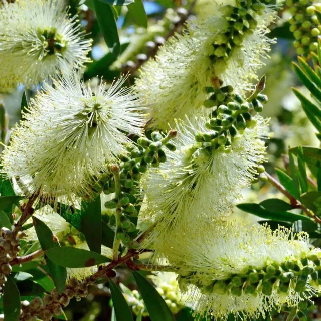 The Natural World Melaleuca pallida plant kuipplant