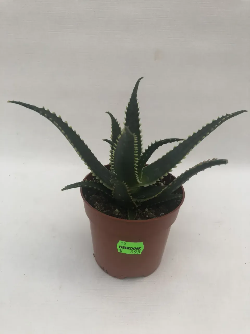 Tuincentrum Heerdink Aloe aculeata aloë plant winterhard