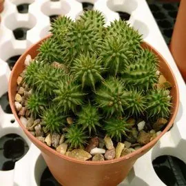 The Natural World Euphorbia suzannae vetplant compact