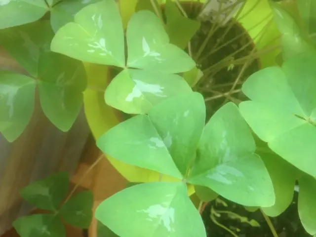 The Natural World Oxalis triangularis papilionacea plant paars eetbaar