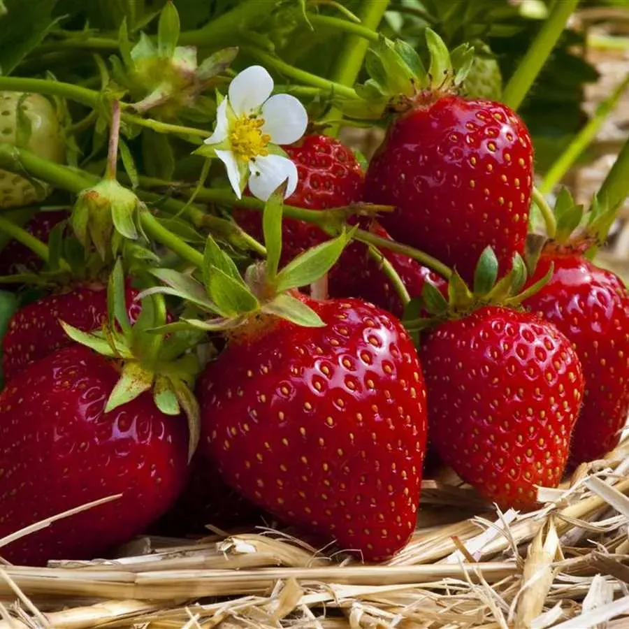 The Natural World Ostara aardbeiplant doordrager eetbaar