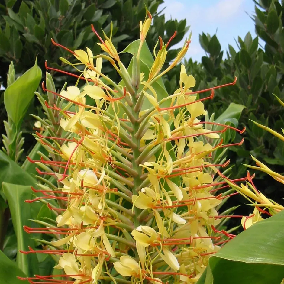 The Natural World Hedychium gardnerianum plant geurende bloem