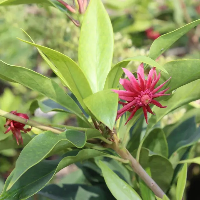 The Natural World Illicium floridanum plant C3 pot wintergroen