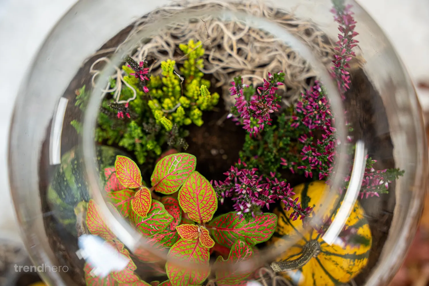 Urbanjungl Emma Autumn herfst terrarium DIY-set