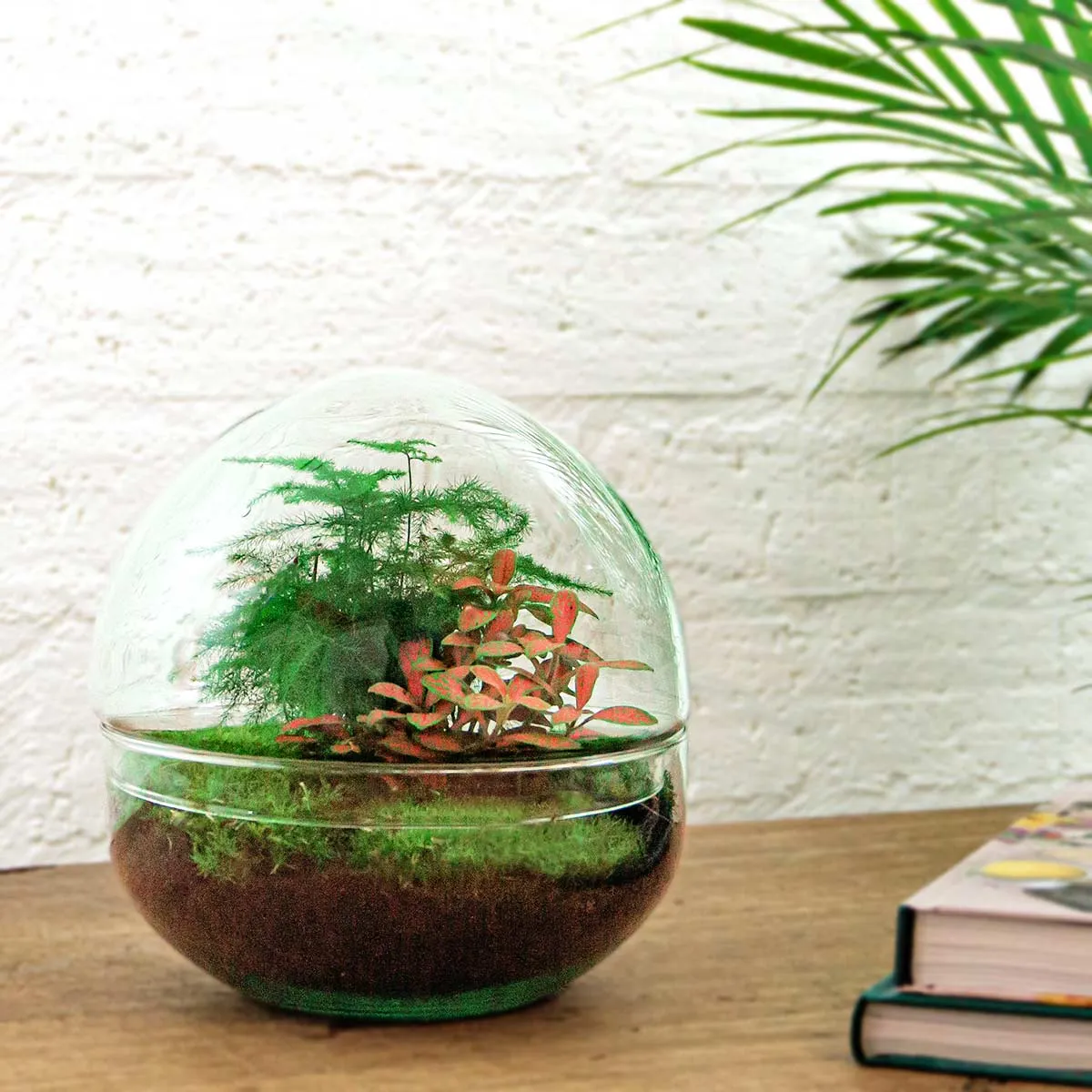 Urbanjungl Dome Rood terrarium DIY kit Ø 20 cm