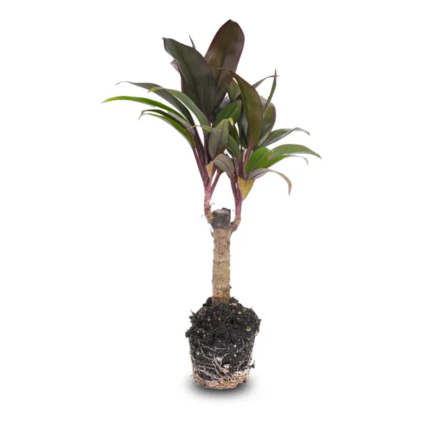 Urbanjungl Cordyline fruticosa Purple Compacta mini-palm