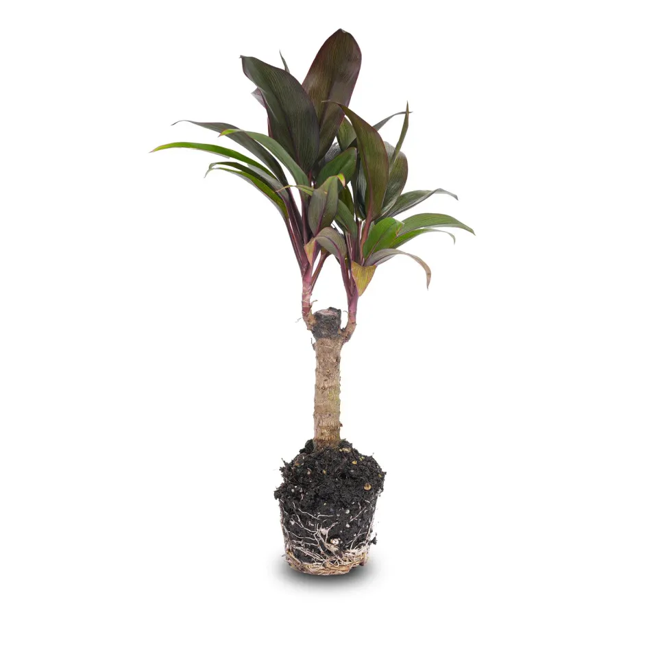 Urbanjungl Cordyline fruticosa Purple Compacta mini-palm