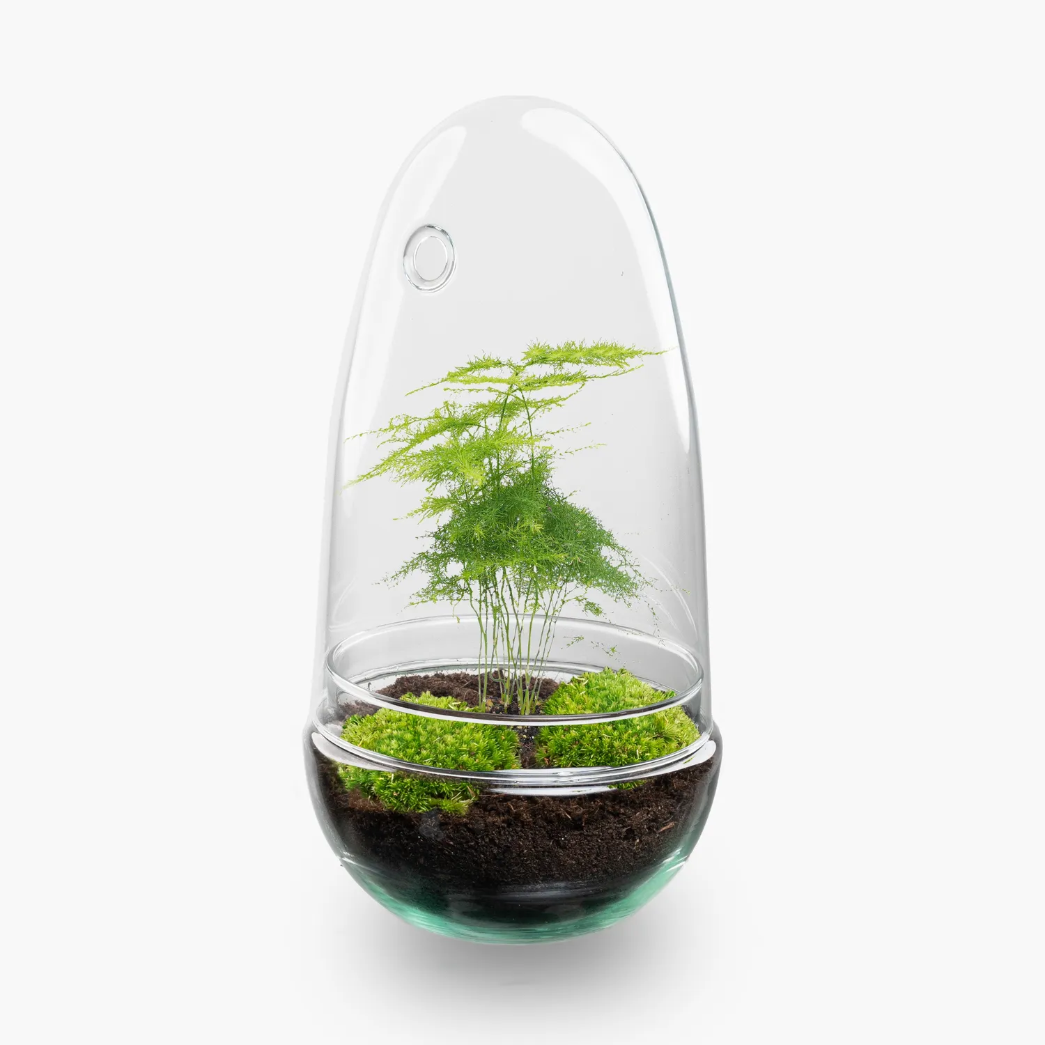 Urbanjungl Egg planten terrarium DIY kit 12x25 cm compleet
