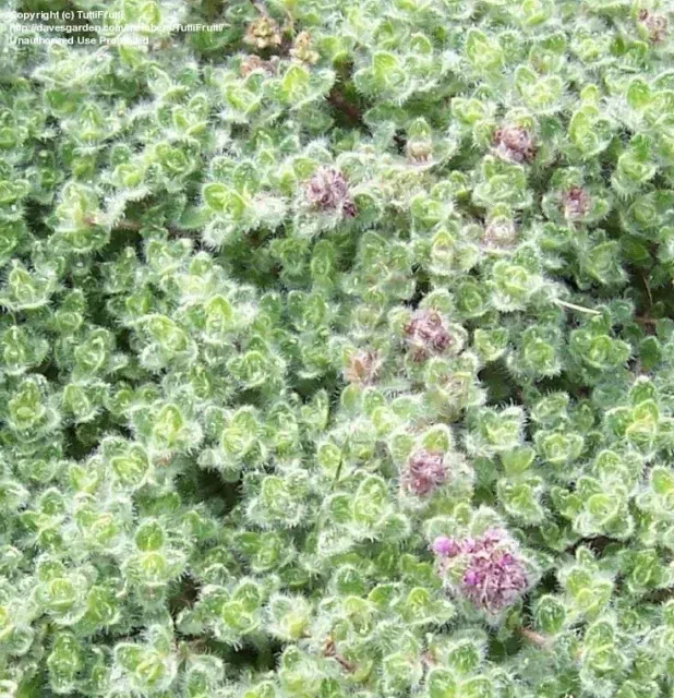The Natural World Thymus pseudolanuginosus tijm plant P9 kruipend