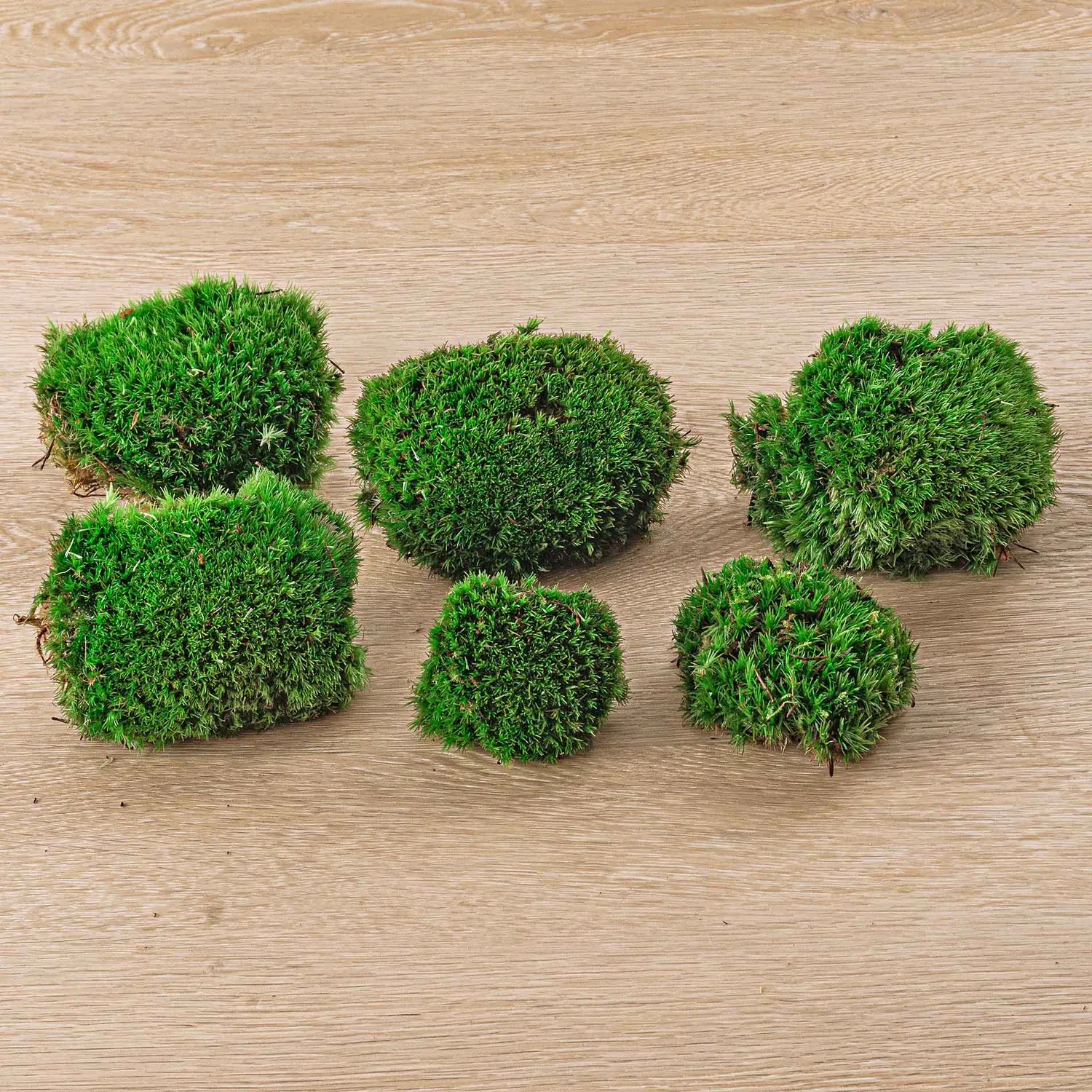 Urbanjungl Kussentjesmos Leucobryum 1 zak 3 stuks