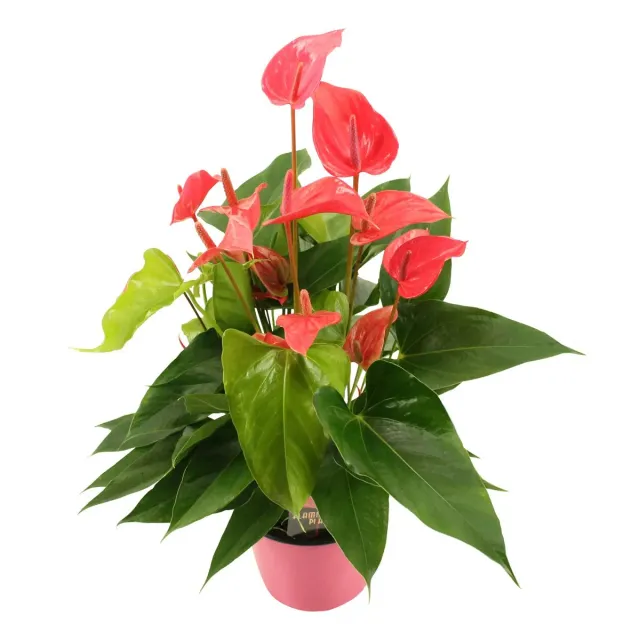 XL-Bloom YoungPlants XL.60 Lindey Pink jonge plant roze