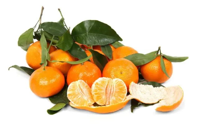 The Natural World Citrus x clementine plant eetbaar