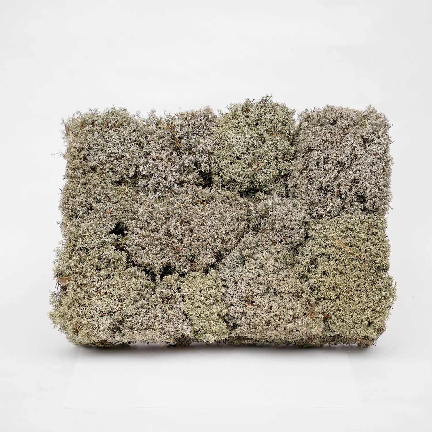 Urbanjungl Levend zilvermos tray 2x 20x30 cm