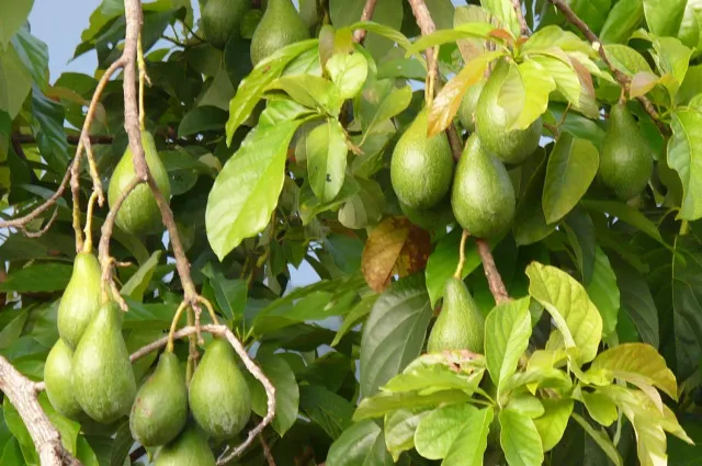 The Natural World Persea americana avocadoplant