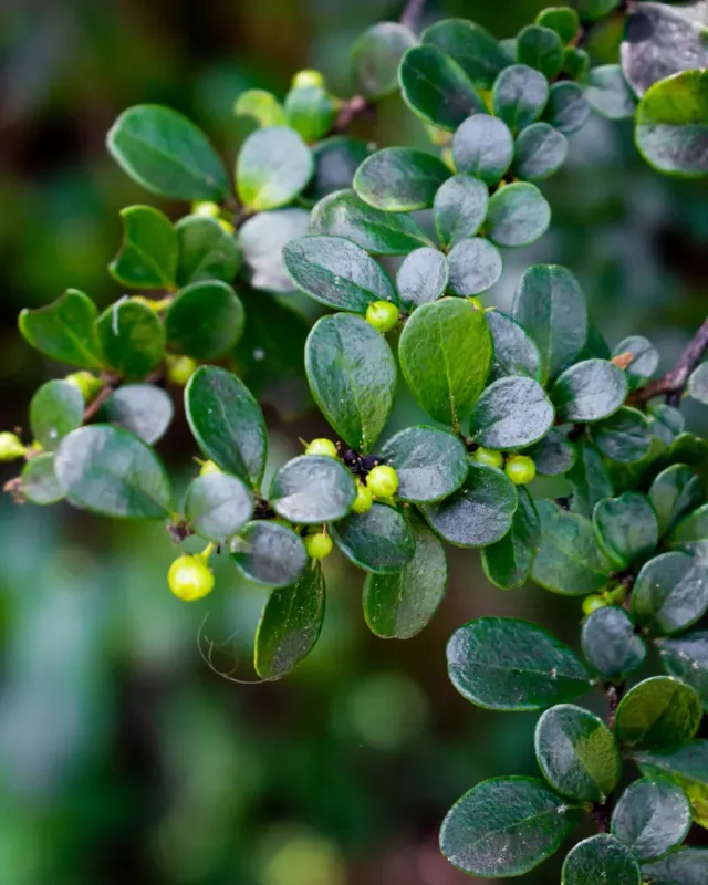 The Natural World Azara microphylla struik wintergroen