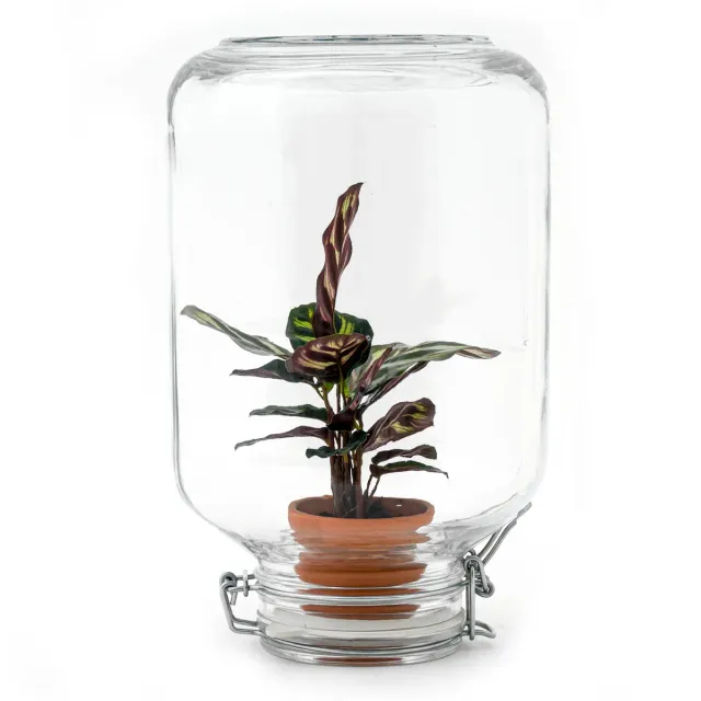 Easyplant Calathea Fido terrarium DIY kit Ø 18 cm ecosysteem