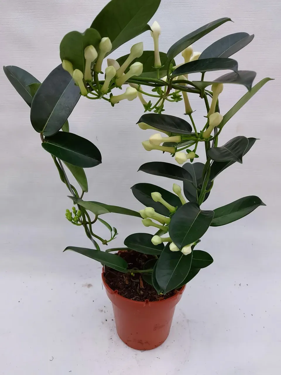Tuincentrum Heerdink Stephanotis Floribunda klimplant geurend