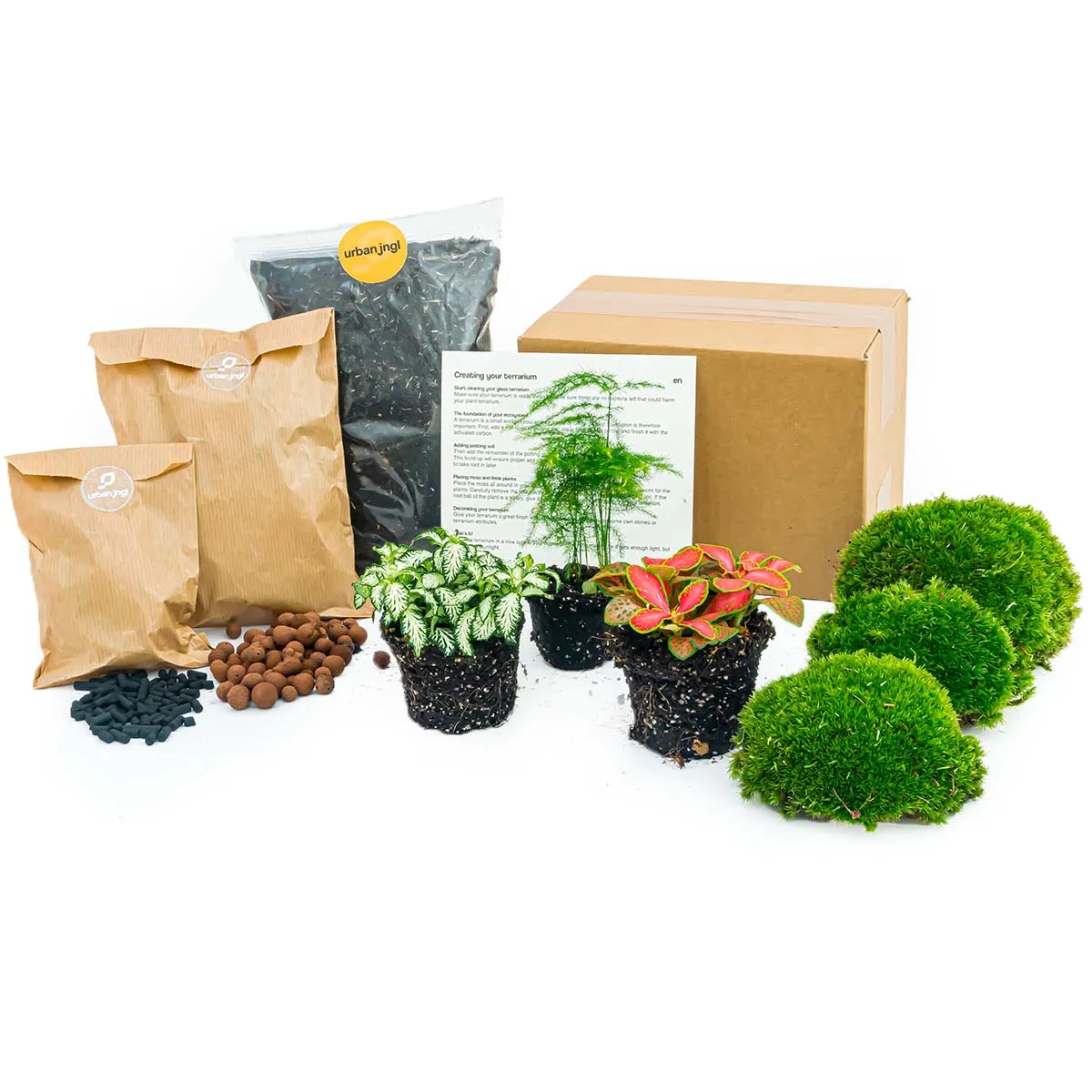 Urbanjungl Asparagus terrarium navulpakket 3 planten L/XL
