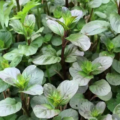 The Natural World Mentha Glaciale muntplant fris