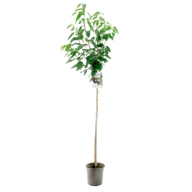 Tuincentrum Heerdink Prunus Regina zoete kers kersenboom eetbaar
