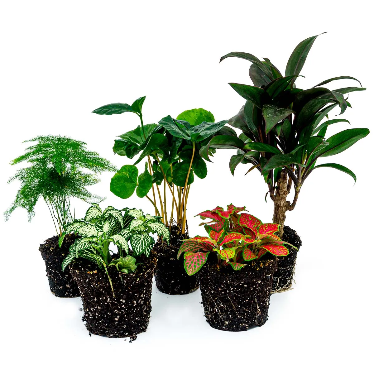 Urbanjungl Coffea Arabica terrariumplanten 5 planten