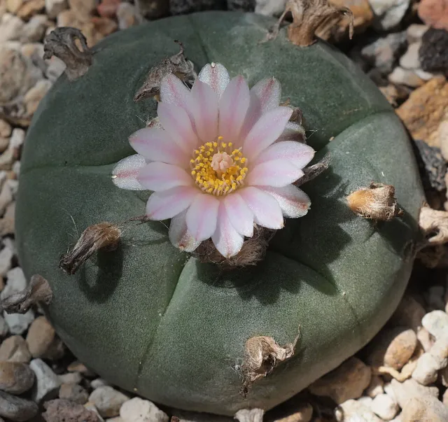 The Natural World Lophophora Williamsii cactus bolcactus