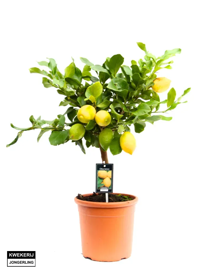 The Natural World Citrus x limon Cappuccio citroenboom P21 zuur