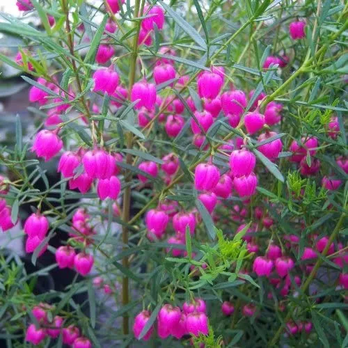 The Natural World Boronia heterophylla plant roze geurblok