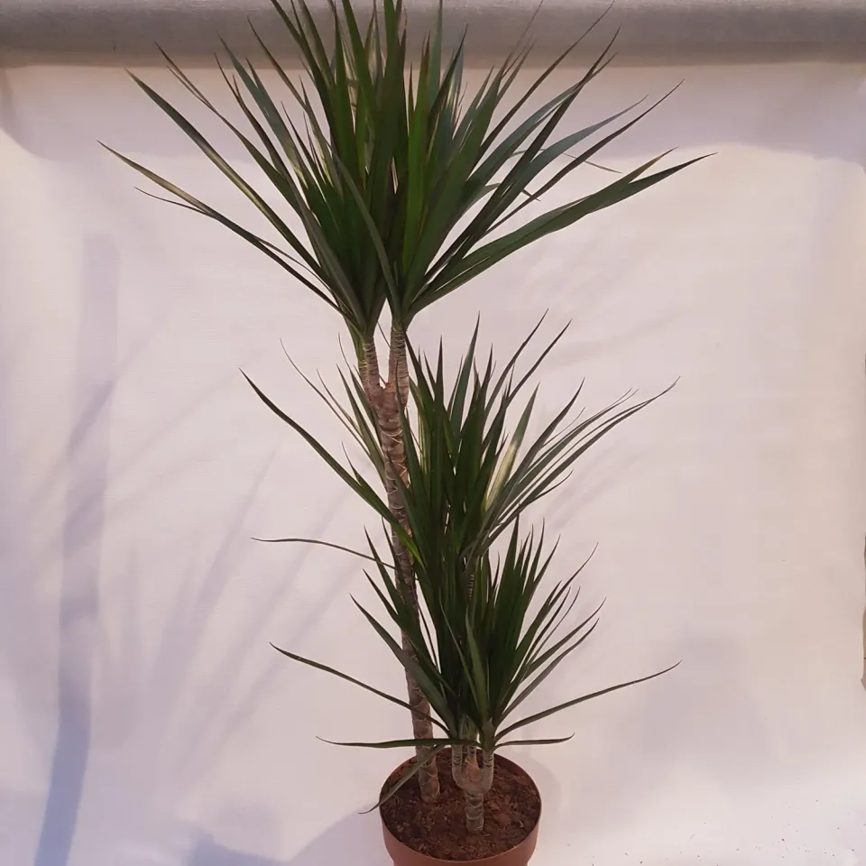 Dracaena marginata drakenbloedboom 170 cm
