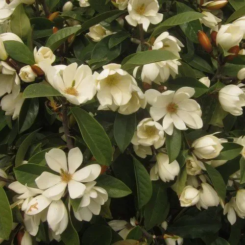 The Natural World Michelia laev. Fairy Cream plant geurend