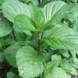 The Natural World Mentha Orange munt plant sinaasappel