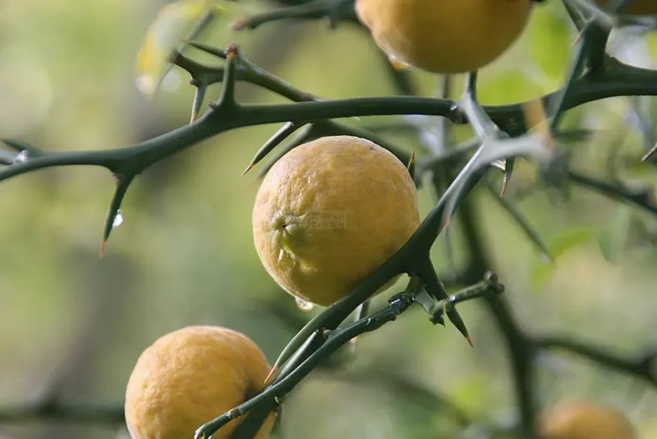 The Natural World Poncirus trifoliata Flying Dragon citrusplant