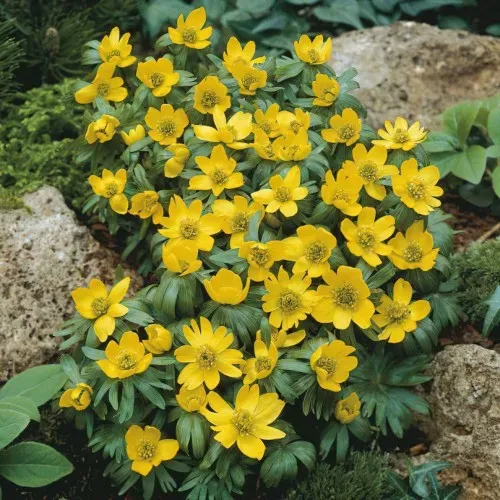The Natural World Eranthis hyemalis P9 winterakoniet geel