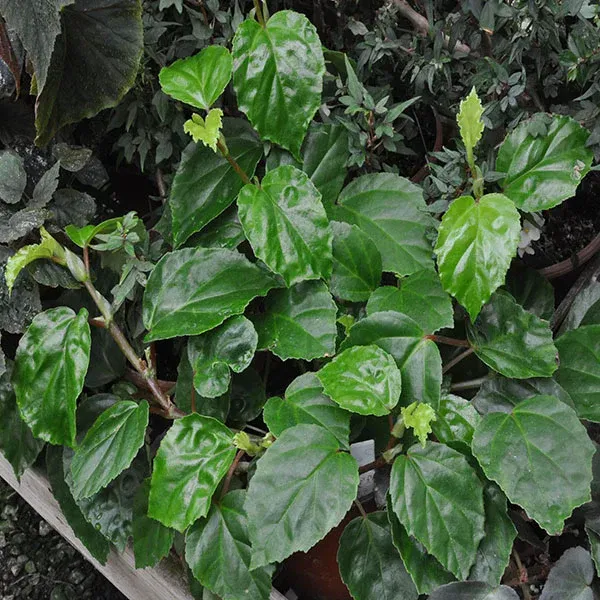 The Natural World Begonia glabra plant eetbaar blad