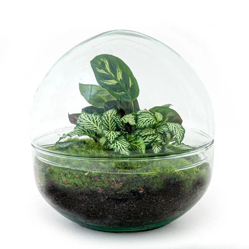 Urbanjungl Dome terrarium DIY kit Ø 20 cm gesloten