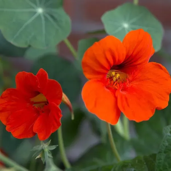 The Natural World Empress of India kers plant eetbaar