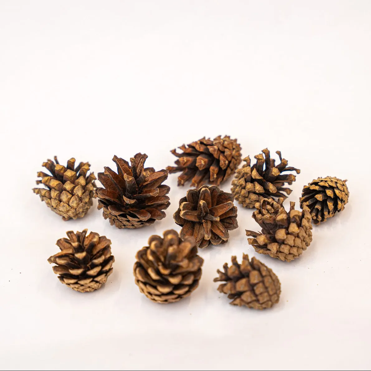 Urbanjungl Dennenappels Klein decoratie 10 stuks 4-6 cm