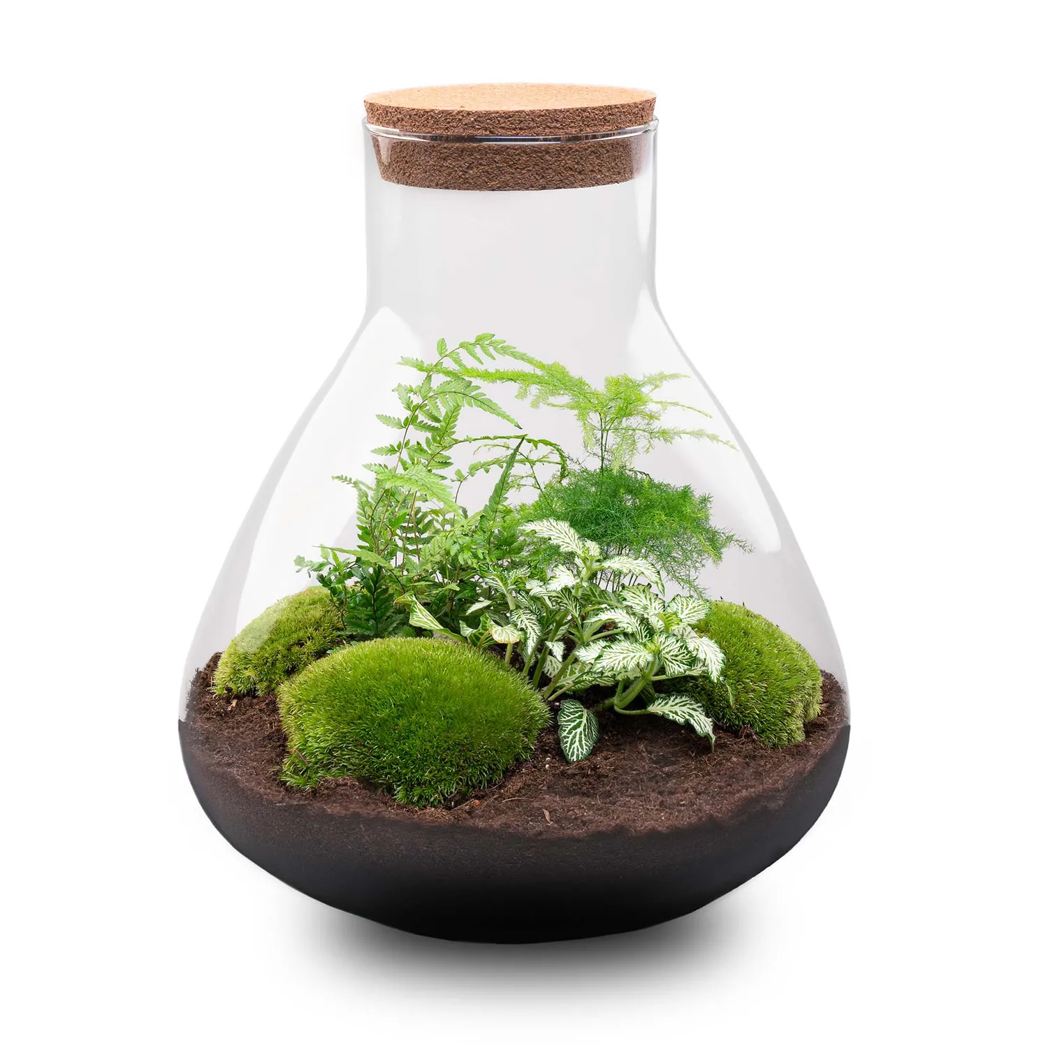 Urbanjungl Sam XL plantenterrarium DIY kit met licht 30 cm