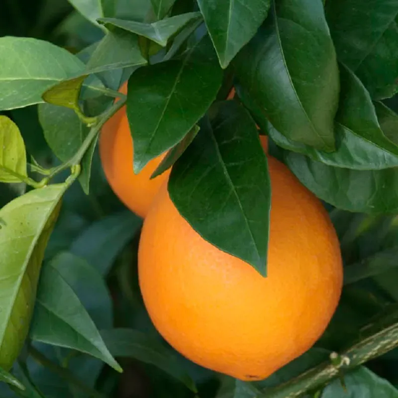 The Natural World Citrus sinensis Arancio sinaasappelplant eetbaar