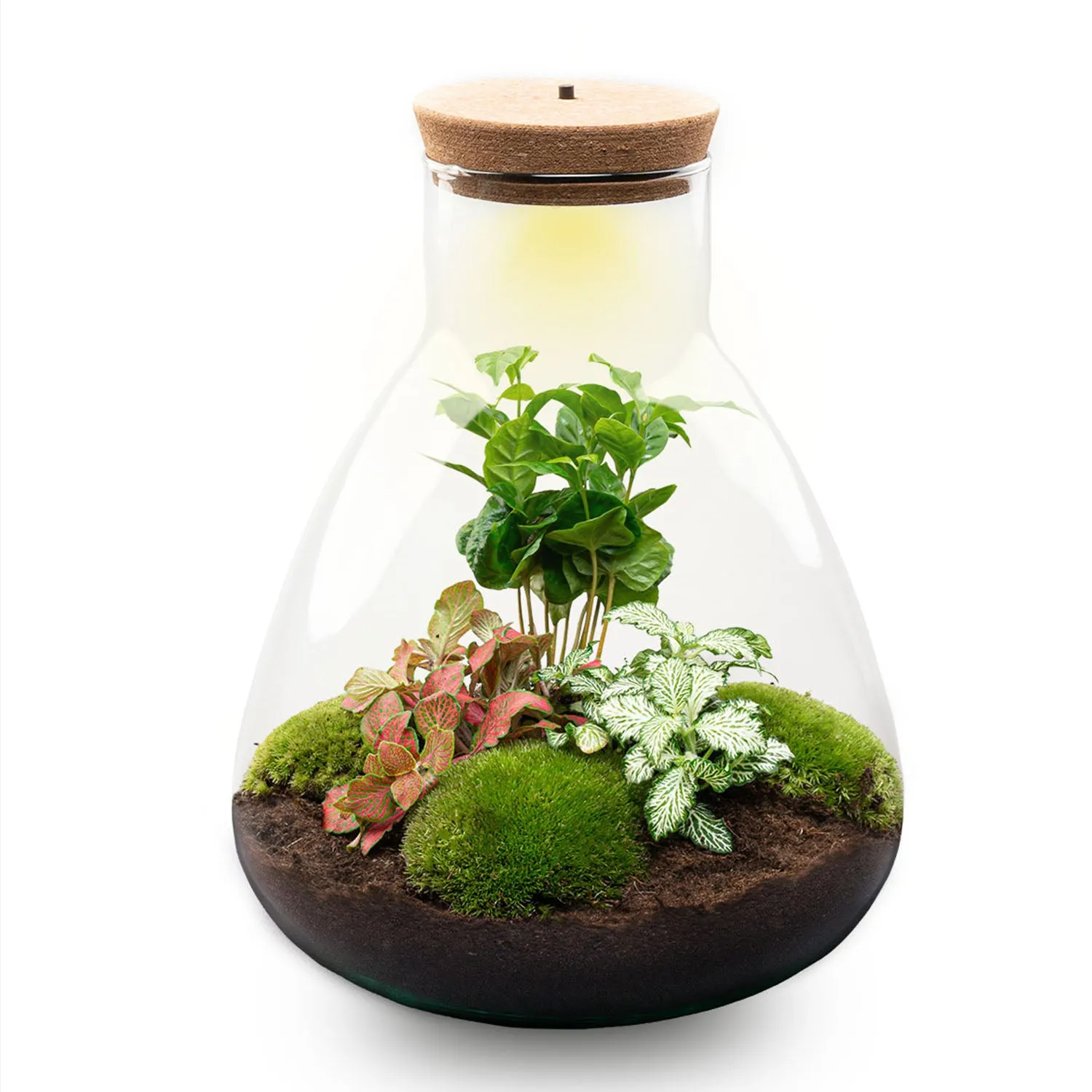 Urbanjungl Sam Coffea terrariumfles 24 stuks LED 30 cm