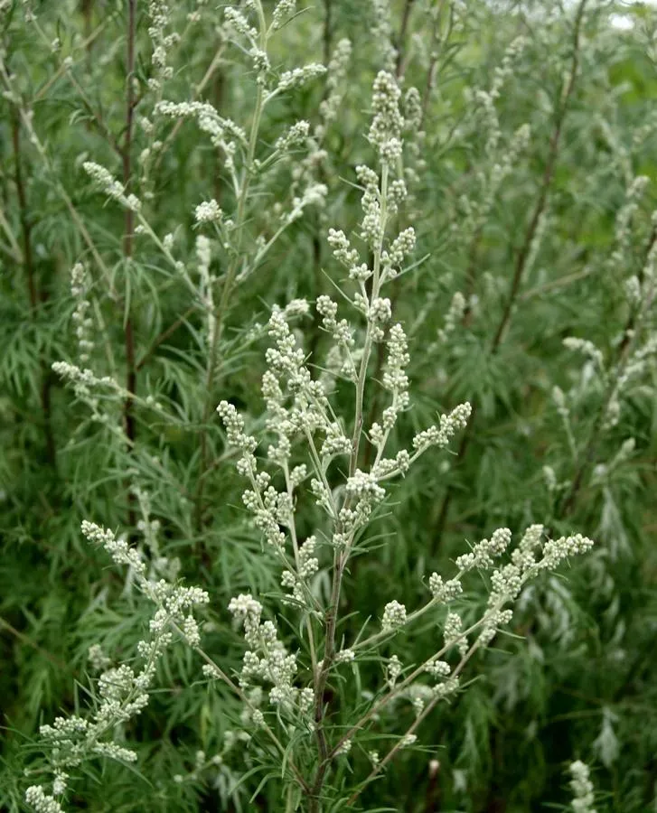 The Natural World Artemisia vulgaris Bijvoet plant P9 eetbaar