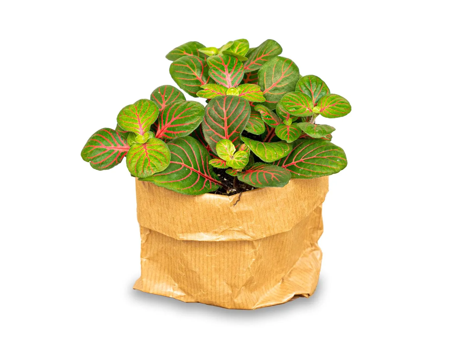 Urbanjungl Fittonia Bubble Red mozaiekplantje 10 cm