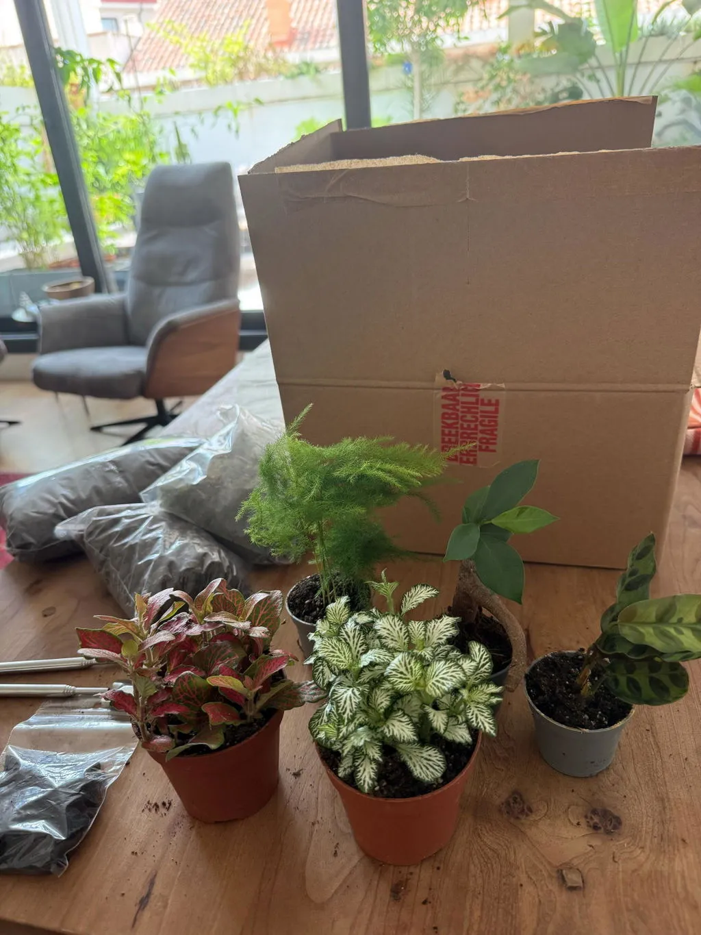 Urbanjungl Terrarium Startpakket 5 planten L/XL met mos