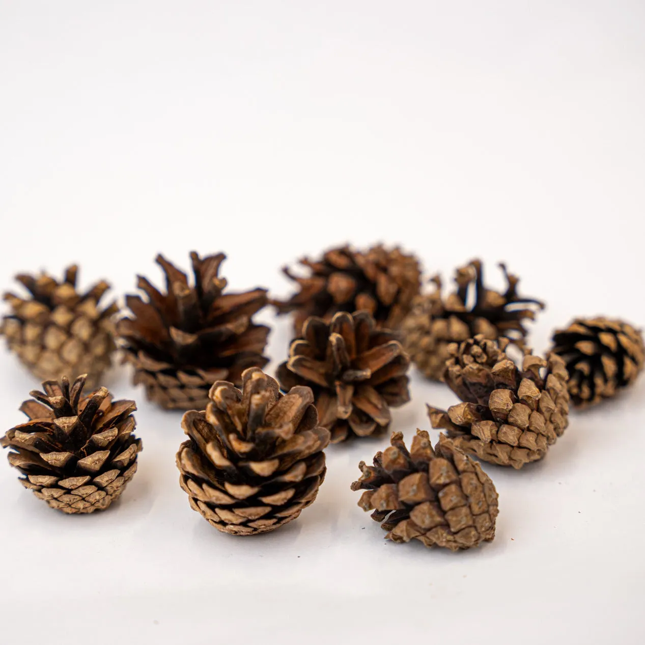 Urbanjungl Dennenappels Klein decoratie 10 stuks 4-6 cm