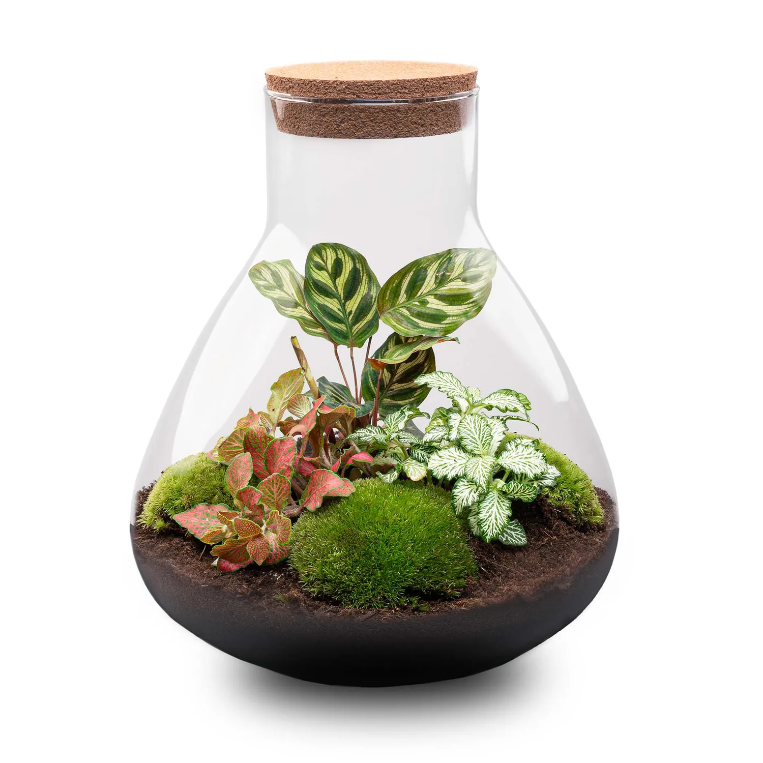 Urbanjungl Sam XL Red planten terrarium met licht