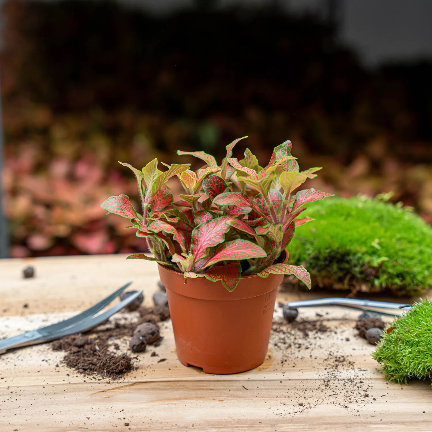 Urbanjungl Fittonia Ruby Lime mozaïekplant 10 cm