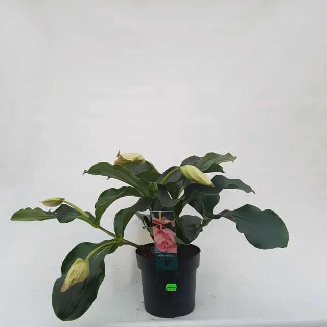 Tuincentrum Heerdink Medinilla magnifica kamerplant bloeiend
